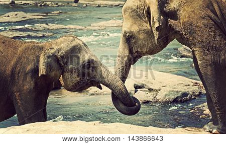 Elephant Kissing Represents Love Sri Lanka