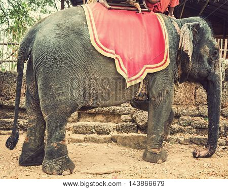 Elephant Jungle Trekking Kingdom Of Cambodia
