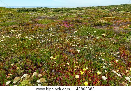 Summer Blossoming Shore,