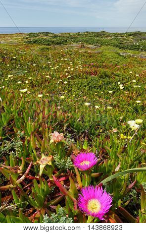 Pink And White Flowers (carpobrotus).