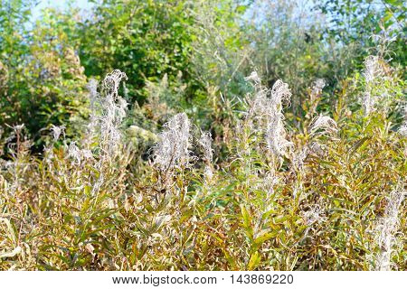 Field with fireweed flowers Epilobium or Chamerion angustifolium close up at end of the summer.