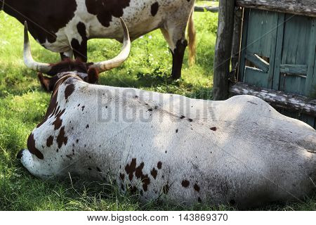 Bull laying in the grass taking a break from the heat.