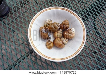 A bowl contains the shells of Chinese mystery snails (Bellamya chinensis) found along the shore of a small lake in Joliet, Illinois.