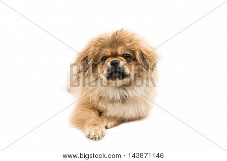 Pekingese small dog portrait on a white background