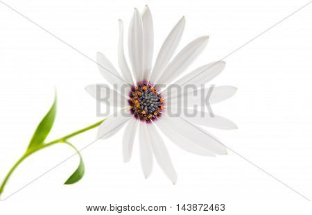 White Osteospermum Daisy or Cape Daisy Flower Flower Isolated over White Background. Macro Closeup