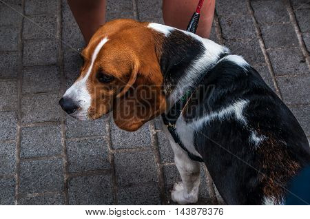 close-up of cute beagle, a super cute dog