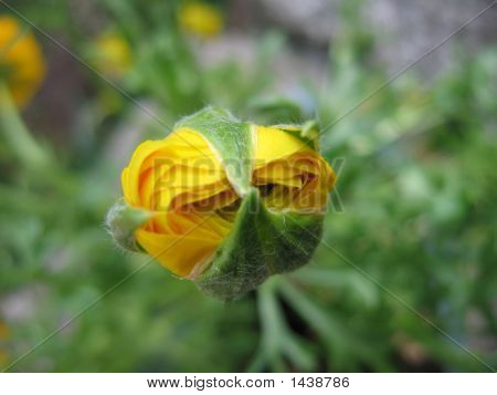 Globeflower Bud