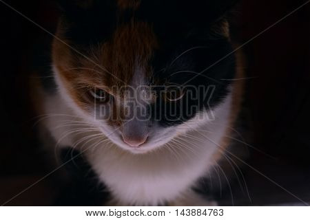 Three-color cat who thoughtfully watch.
Смотрящая тре