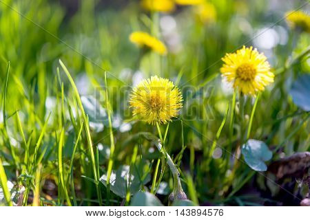 flowers mother and stepmother growing in the meadow