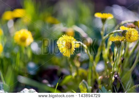 flowers mother and stepmother growing in the meadow
