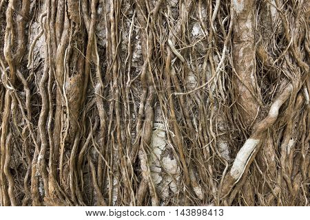 Closeup abstract background image displaying interesting texture of tangled roots covering trunk of tropical tree