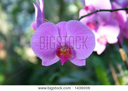 Vilde orkide Phalaenopsis, plantage Beau 'Diane'