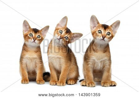 Three Cute Abyssinian Kitten Sitting and Curious Looking up, Stare in Camera on Isolated White Background, Front view, Funny turned head