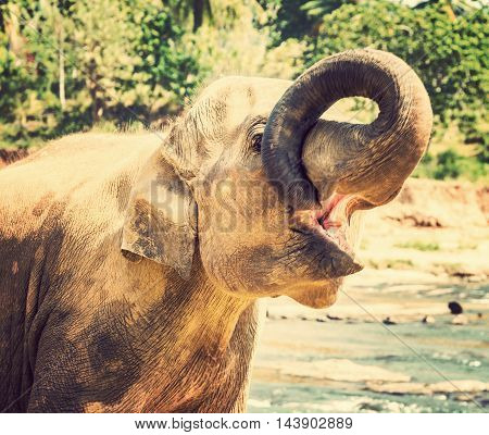 Animal Elephant attraction river nature background Ceylon