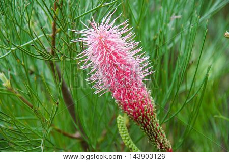 Closeup of vivid Pink Grevillea flower with it's brush-like head with the green needles of the flowering evergreen plant.