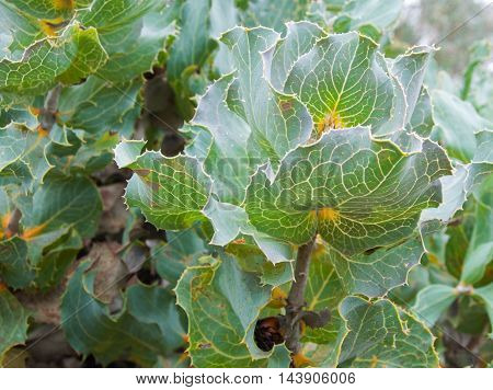 Closeup of Royal Hakea green leaves with visible veins in full frame.