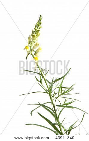 Toadflax flowers over white background close up