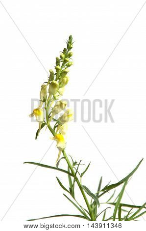 Toadflax flowers over white background close up