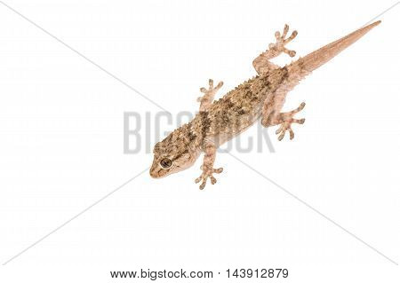 Gekko small iguana isolated on white background