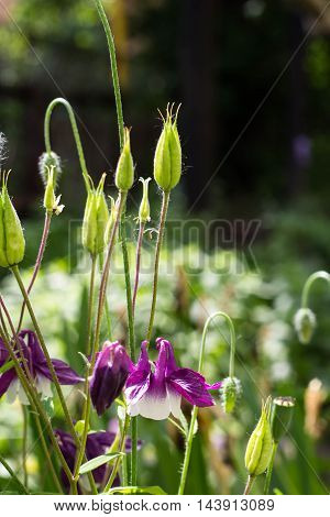 flowers aquilegia vulgaris - Common columbine - soft focus