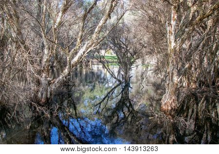 Wetland landscape with paper bark trees at the wildlife reserve Herdsman Lake in Western Australia.