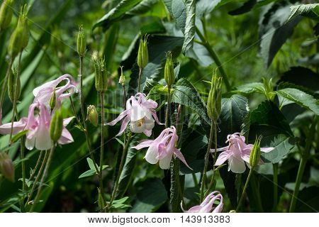 flowers aquilegia vulgaris - Common columbine - soft focus