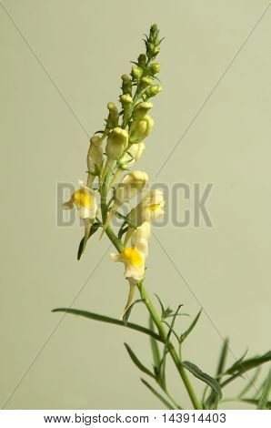 Toadflax flowers over green background close up
