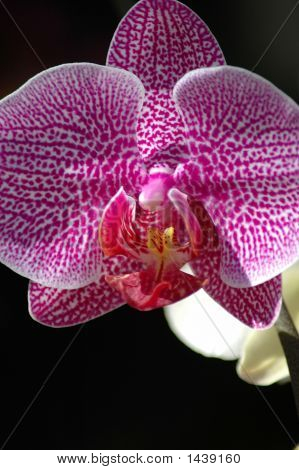 กล้วยไม้สีม่วงสุกใส