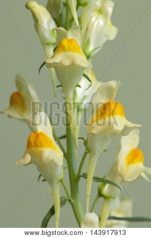 Toadflax flowers over green background, close up