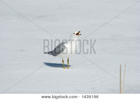 Seagull2