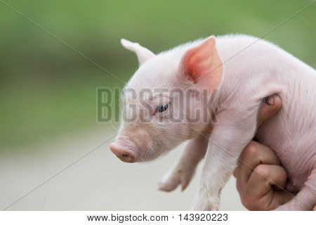 farmer holding a very cute young pig