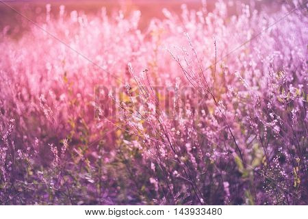Vintage photo of wildflower field. Sunset sunlight gently toching beautiful flowers an creating amazing lavander color.