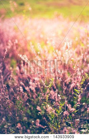 Vintage photo of wildflower field. Sunset sunlight gently toching beautiful flowers an creating amazing lavander color.