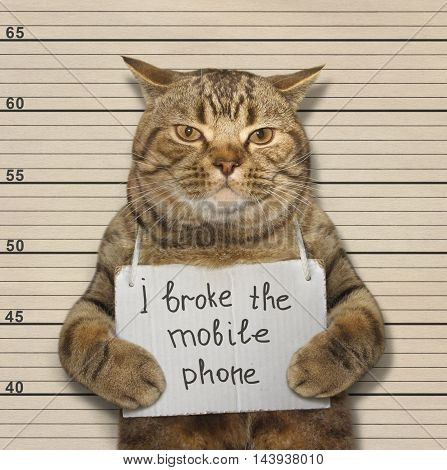 A scottish straight cat broke a mobile phone.