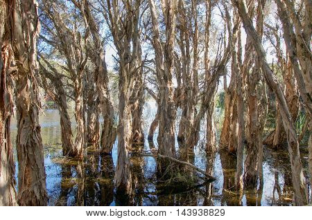 Unique paper bark tree landscape in the wetland waters at the wildlife reserve Herdsman Lake in Western Australia.