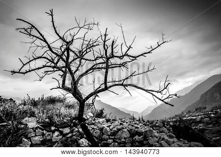 it is black a white landscape, a tree, mountains
