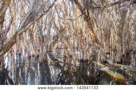 Wetland paper bark trees in the peaceful waters at the wildlife reserve Herdsman Lake in Western Australia.