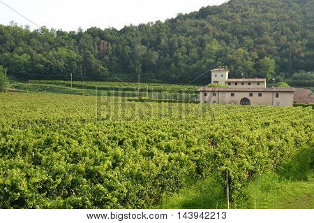 Ancient farm estate with its vineyards in the countryside of Brescia - Italy