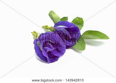 Butterfly Pea flowers on white background selective focus popular Clitoria ternatea
