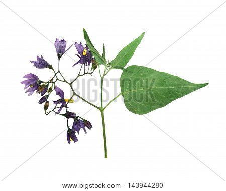 Pressed and dried delicate flower violet woody nightshade(solanum dulcamara) on stem with green leaves. Isolated on white background. For use in scrapbooking floristry (oshibana) or herbarium.