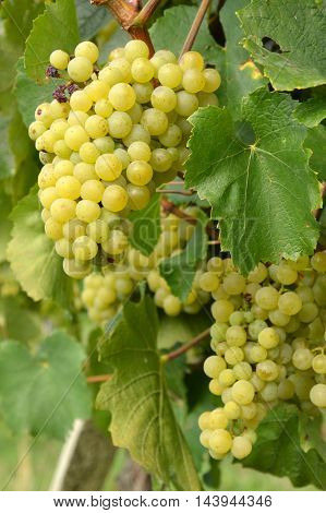 Bunches of grapes in a vineyard in the Brescia before the harvest