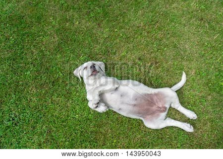 Sweet cute Labrador puppy dog sleeping on a meadow and dreaming