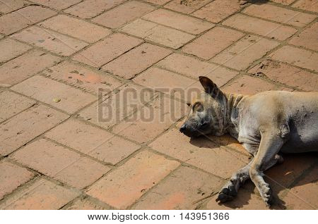 Lone Stray Dog sleeping on ground summer