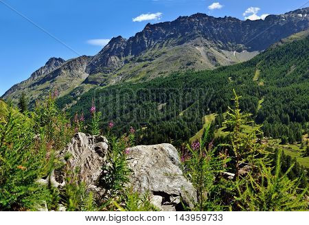view on alpien stones and flowers in valley