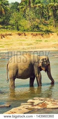 Elephant In River Sri Lanka