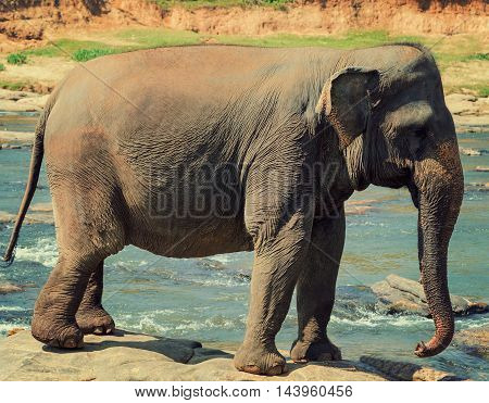 Asian Young Elephant Sri Lanka, Ceylon