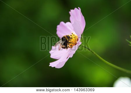 Bee in flower bee amazing,honeybee pollinated of yellow flower