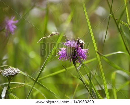 Bee in flower bee amazing,honeybee pollinated of  flower