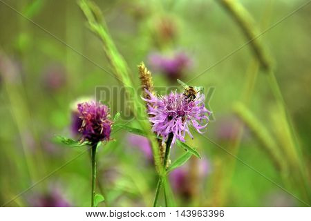 Bee in flower bee amazing,honeybee pollinated of yellow flower