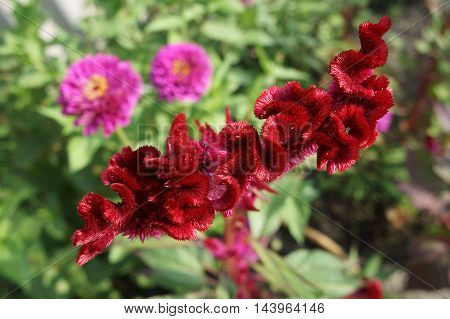 Red flower of Celosia cristata on a summer day.
